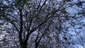 Сила ветра