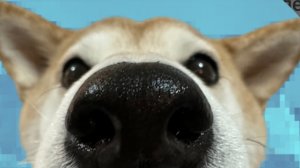 уход за ногтями Шиба ину