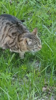 Котик увлекается травкой