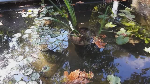 Никитинский ботанический сад. смотреть онлайн