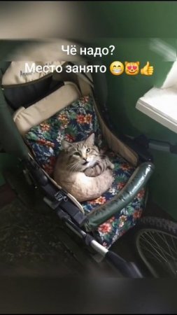 Чё надо? Место уже занято.👍😻😻#кот #топ