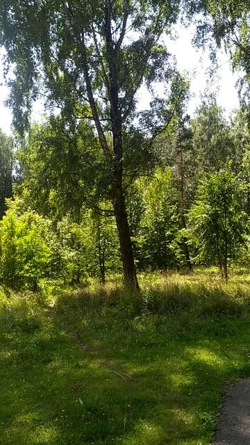 Деревья в парке