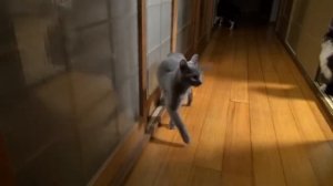 Прикольное видео  Кот стучит в дверь