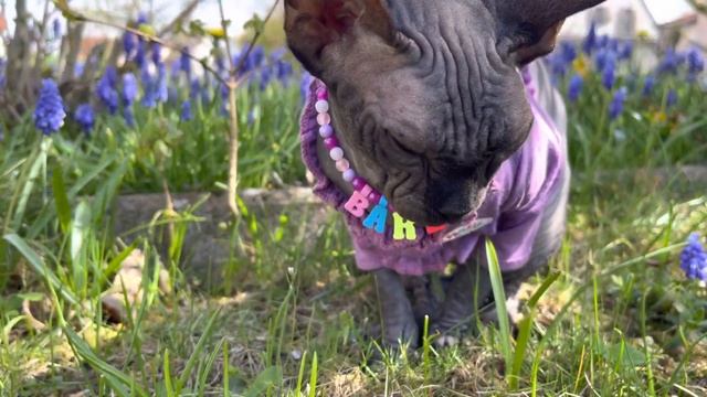 Лысая кошка сфинкс боится гулять смотреть онлайн