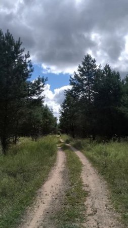 Дорога среди леса