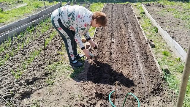 Посев моркови и рассады лука в открытый грунт. Обработка почвы.