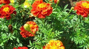 Красота и польза в одном цветке. Бархатцы.