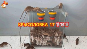 Крысоловка вариант (17) 🐀 Как сделать крысоловку своими руками и поймать кучу крыс 🐀🐁🐀