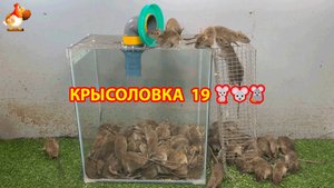 Крысоловка вариант (19) 🐀 Как сделать крысоловку своими руками и поймать кучу крыс 🐀🐁🐀