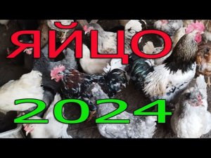 Инкубационное ЯЙЦО 2024 | ЦЕНА