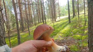 Лес, грибы, Урал. 19.08.2024г.