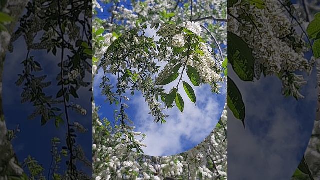 28-04-2025 Утренняя прогулка 27 апреля