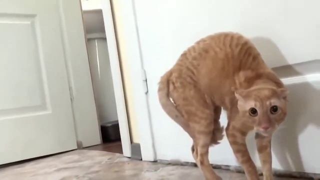 Приколы над кошками