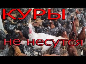 Почему не несутся куры, что можно сделать?