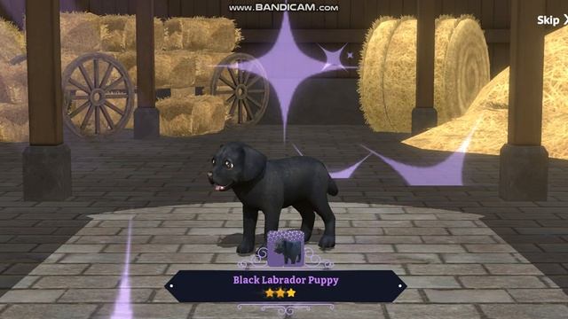 Star Equestrian-10 круток петов смотреть онлайн