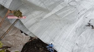 Укрытие винограда от мороза