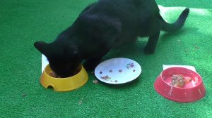 Кот-предсказатель