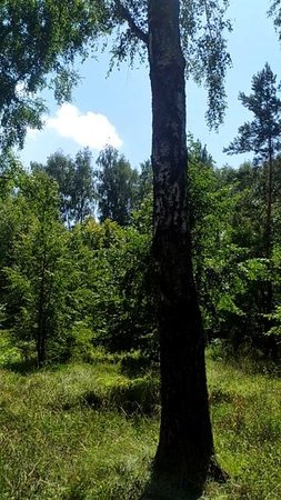 Природа в парке в солнечный день