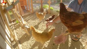 Любовь птицевода к Курочкам 🐥🐔🥚 Нежное видео 🐓 Версия (40)