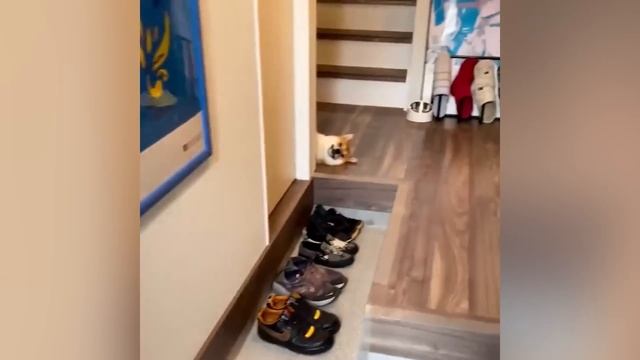 ТЕСТ НА ПСИХИКУ/ 23 МИНУТЫ СМЕХА/ЛУЧШИЕ ПРИКОЛЫ/ СМЕШНЫЕ ВИДЕО/ РЖАКА/ПОПРОБУЙ НЕ СМЕЙСЯ!BEST COUB