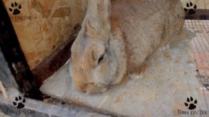 Смешные кролики 2015 HD.Funny Bunnies 2015