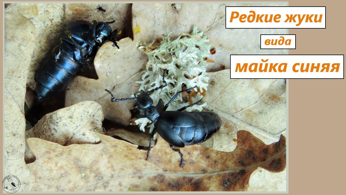 Редкие жуки вида майка синяя (фиолетовая) в дубраве. Блестящие и красивые. Ядовитые. 25.04.25