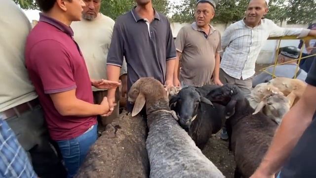 ГУСФАНД БАРРА БАРАНЧИКИ СОВЛУК КУРБОНИ НАЗДИК НАРХО ЧИХЕЛ 5 ИЮЛИ 2022