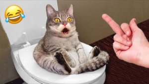 СМЕШНЫЕ КОТЫ 2025 ЛУЧШИЕ ПРИКОЛЫ С КОТАМИ, КОШКИ, КОТИКИ, СОБАЧКИ, СМЕШНОЕ ВИДЕО