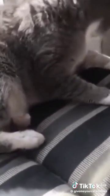 смешные животные смотреть онлайн