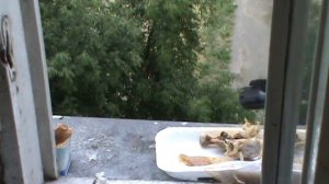 Голубь ест курицу