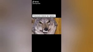 ЦИТАТЫ ВОЛКА ИЗ ТИКТОКА #3 АУФ!!!
