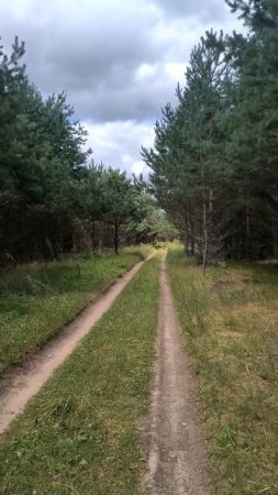 По дороге в лесу