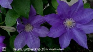 Идеально для прослушивания и размышления днем, наслаждаясь красивым видео.  Библия.