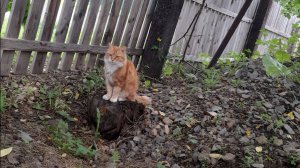 Кошечка наша.