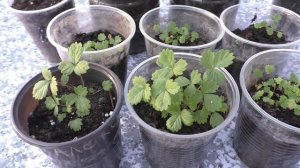 Клубнике из семян три месяца