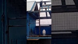 Николаевские голуби(2)