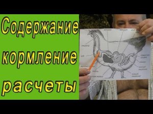 Содержание и кормление кур. Расчеты содержания кур