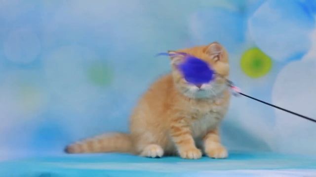 Британские котята,золотые шиншиллы.