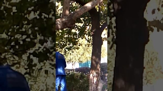 Монтажник упал с крыши на Таращанском смотреть онлайн