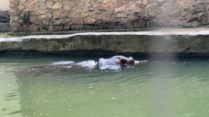 Бегемот плавает