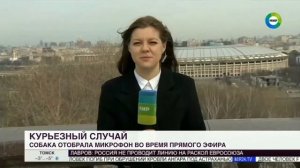 Собака украла микрофон у корреспондента в прямом эфире (Мир, 01.04.2021)