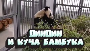 🐼 Панда Диндин наслаждается своей кучей бамбука — вкусный и полезный перекус.