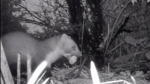 ЗАВЕЛАСЬ КУНИЦА