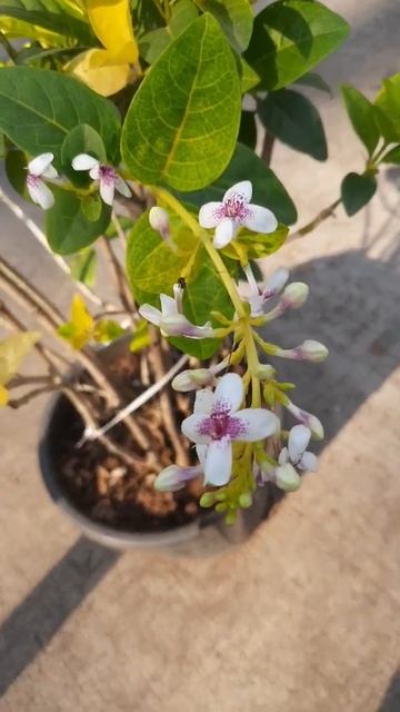 Paederia plant | Madder Family | Rubiaceae | Botanic Heaven смотреть онлайн