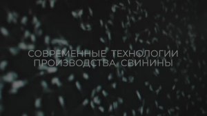 Современные технологии производства свинины