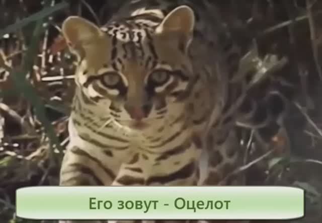 Кот Оцелот красавец джунглей