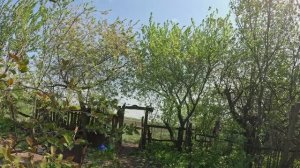 ОТец сажает картошку 26 04 25г в Деревне