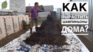 ПОДГОТОВКА КОМПОСТА ДЛЯ ШАМПИНЬОНОВ И ЗАСЕВ МИЦЕЛИЯ