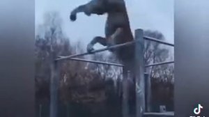 цитата волка Ауф (мем)