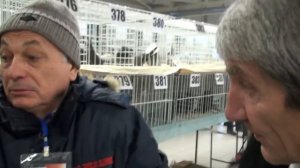 Голубей выставка КРЕМЕНЧУГ.встречи друзей